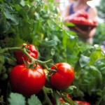 Plan Ahead and Start Now for Early Tomatoes!