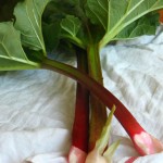 Rhubarb: Part Deux