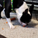 When You Give a Dog a Carrot…