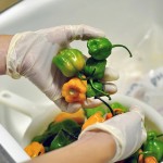 A Word about Habanero Peppers